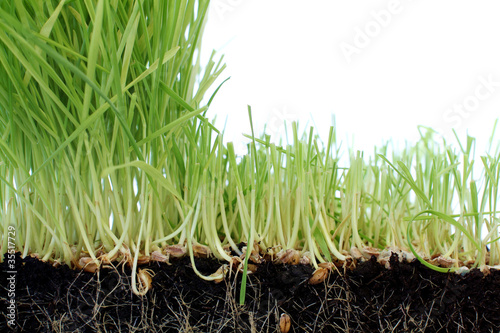 Fresh Wheatgrass with Space for Copy