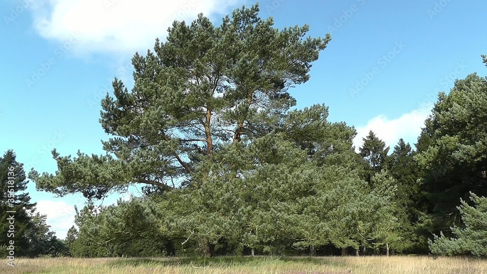 Waldkiefer - Pinus sylvestris