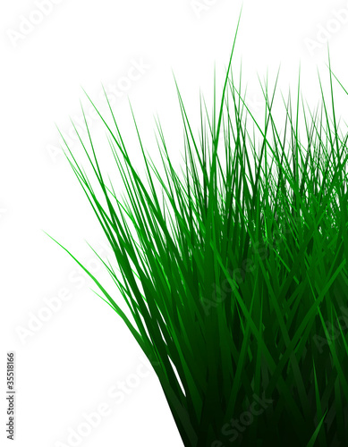 Green color grass isolated on white