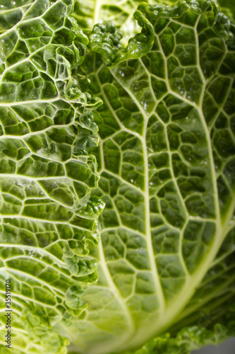 fresh savoy cabbage