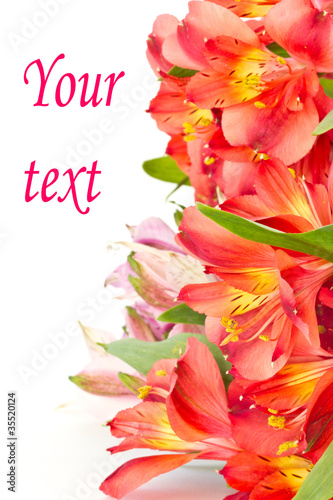 Fototapeta Naklejka Na Ścianę i Meble -  Alstroemeria flowers
