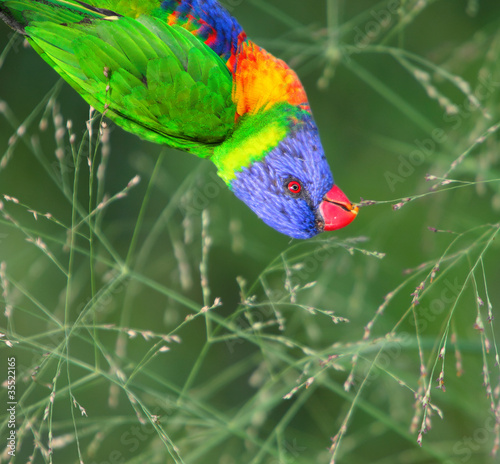 Sunset Lorikeet, a species of Australasian parrot