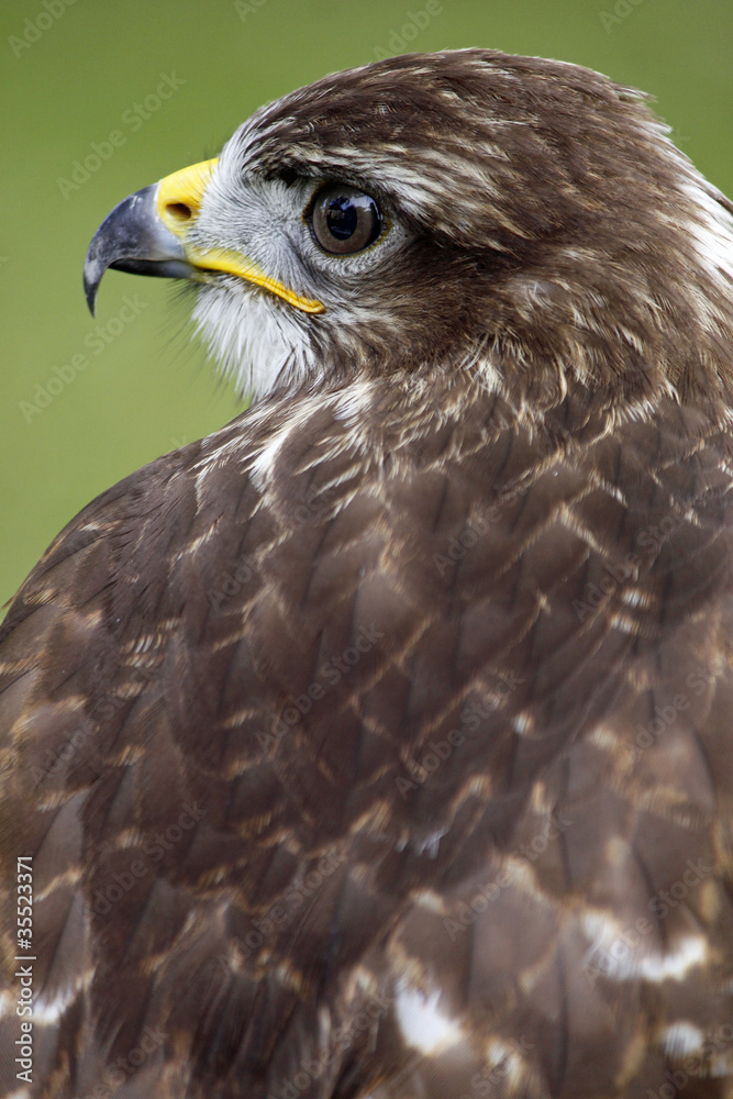 Mäusebussard Mäusebussard