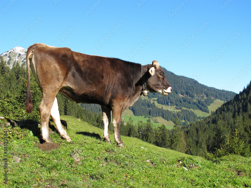 Kuh auf Almweide