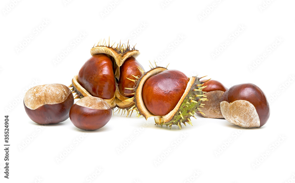mature chestnut trees on a white background mature chestnut trees on a white background
