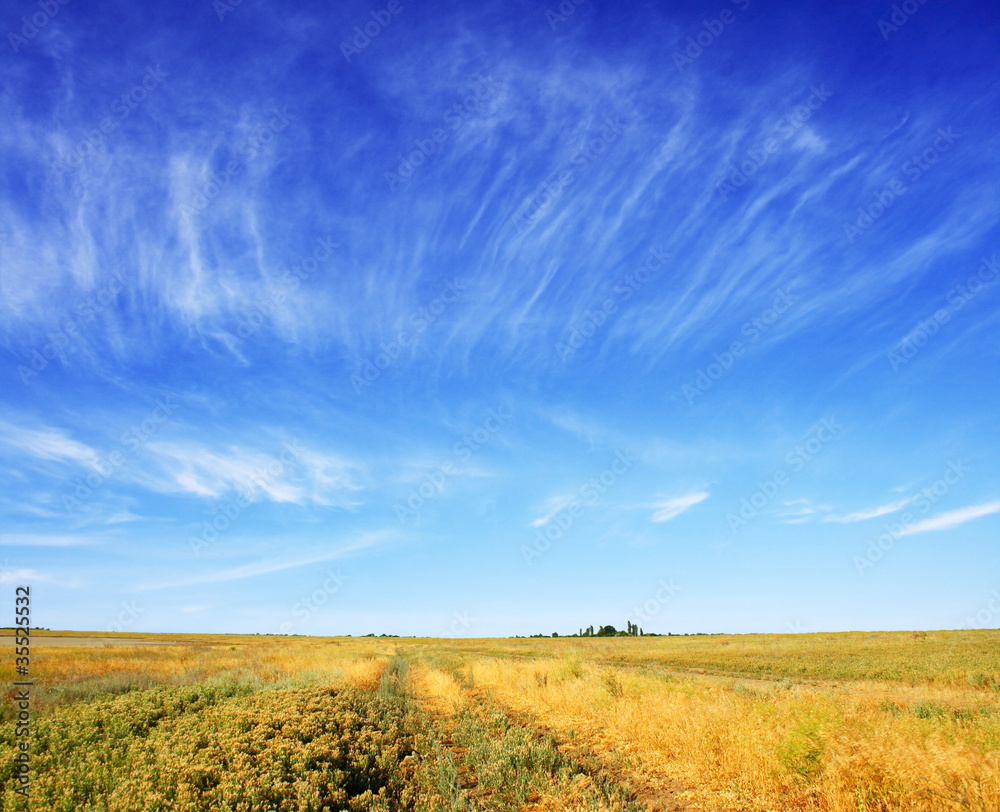 Obraz premium meadow