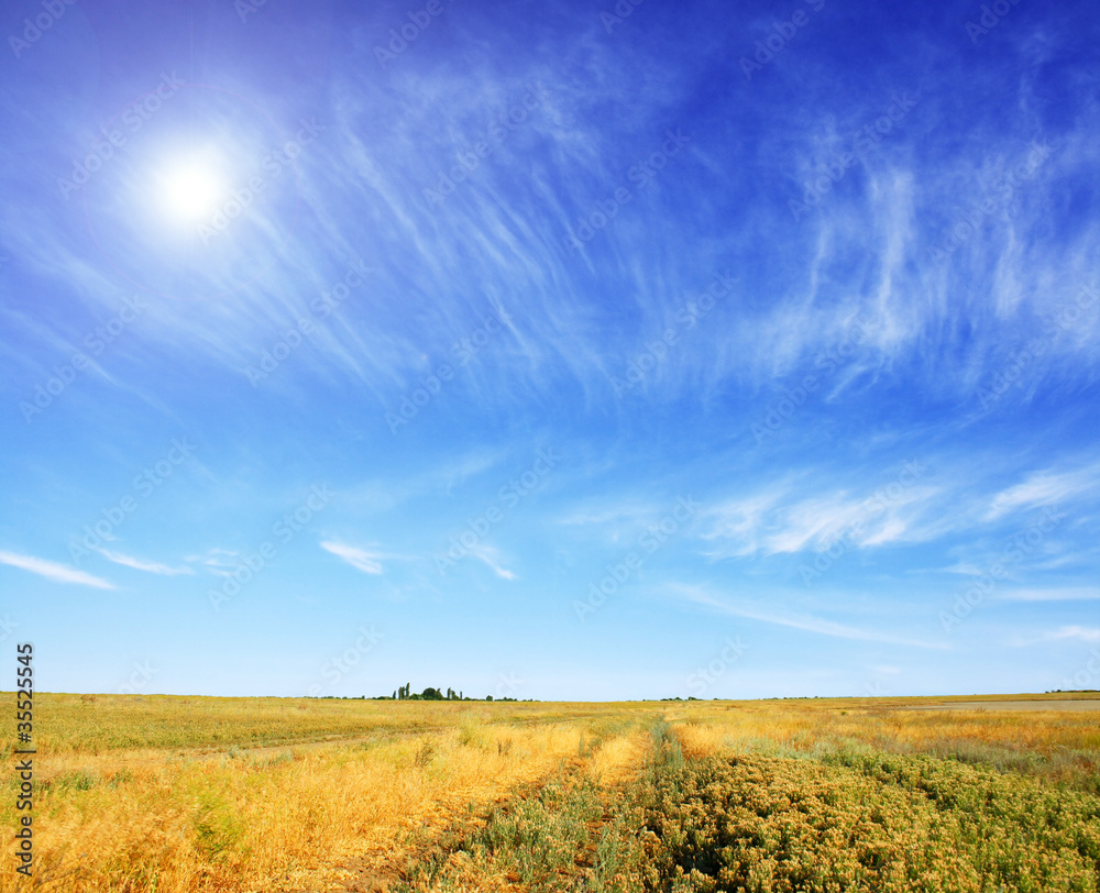 Obraz premium meadow