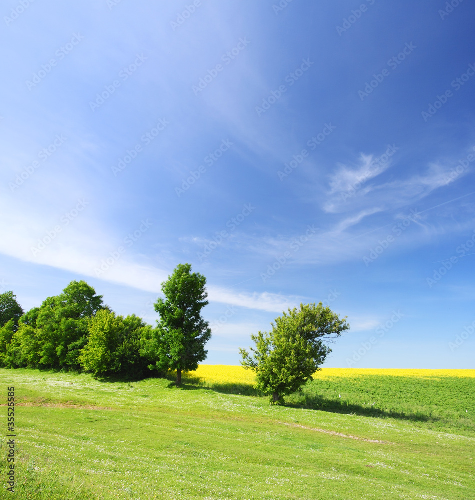 Obraz premium meadow