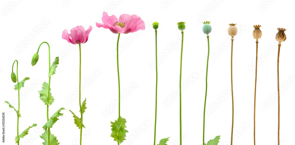Evolution of Opium poppy isolated on white background - obrazy, fototapety, plakaty 