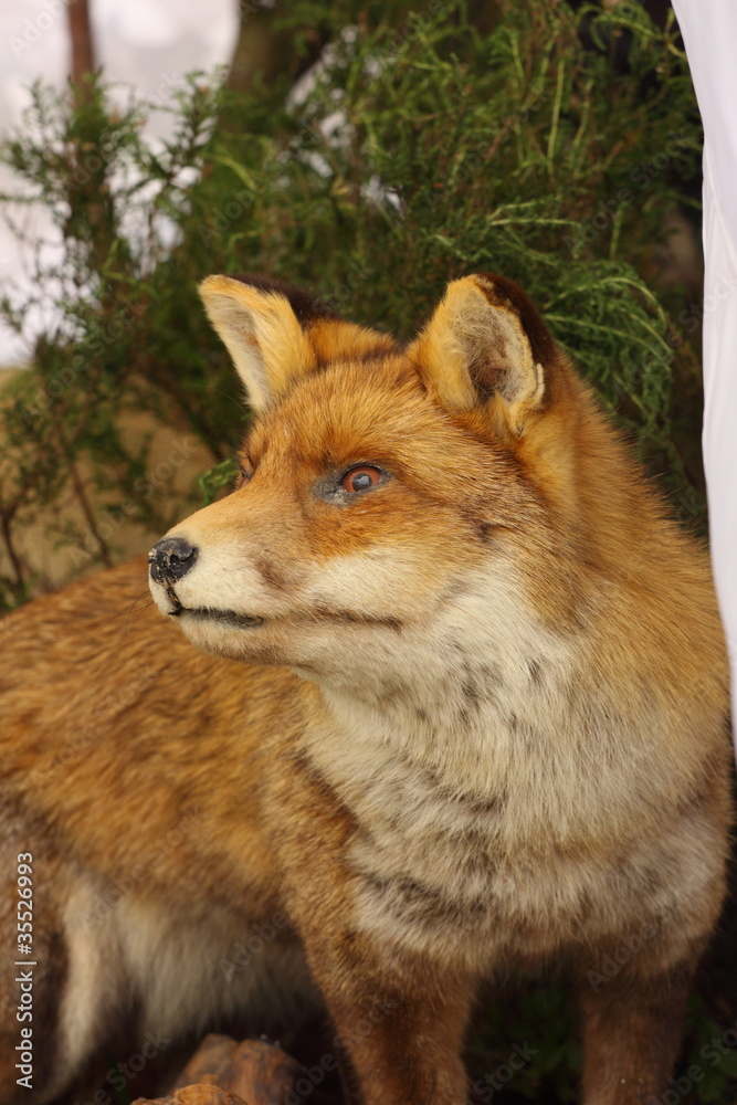profile in close up of a stuffed fox