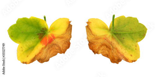 Fototapeta Naklejka Na Ścianę i Meble -  Diseased leaf of  Pelargonium – fungal attack