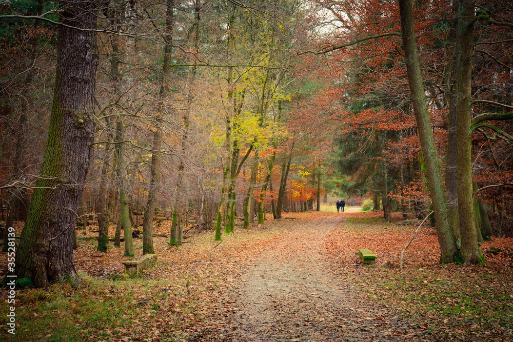 Autumn in the forest