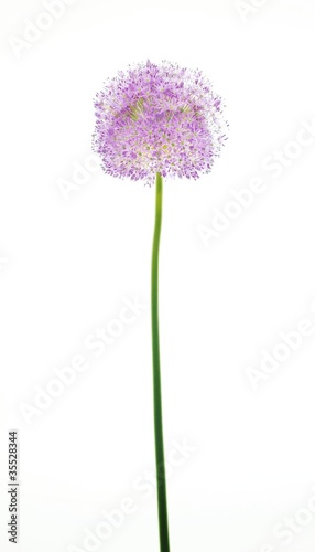 Alium