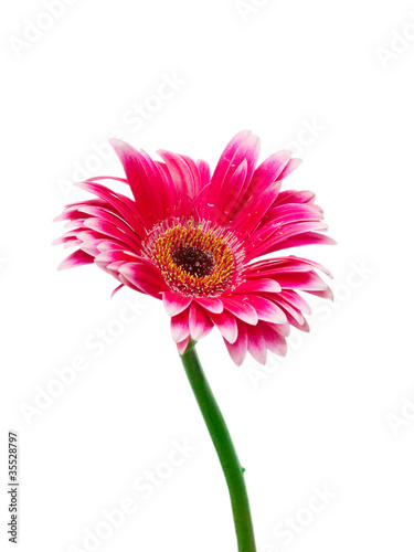 gerber flower isolated on white background