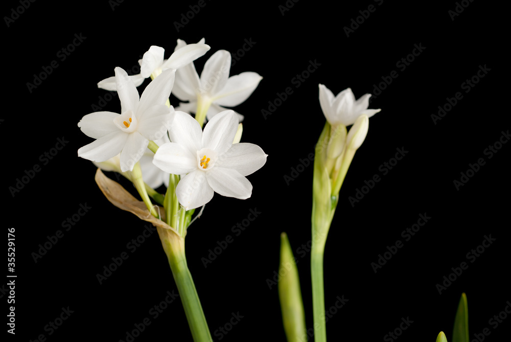 Fototapeta premium White narcissus isolated on black