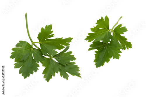 Two leaves of parsley