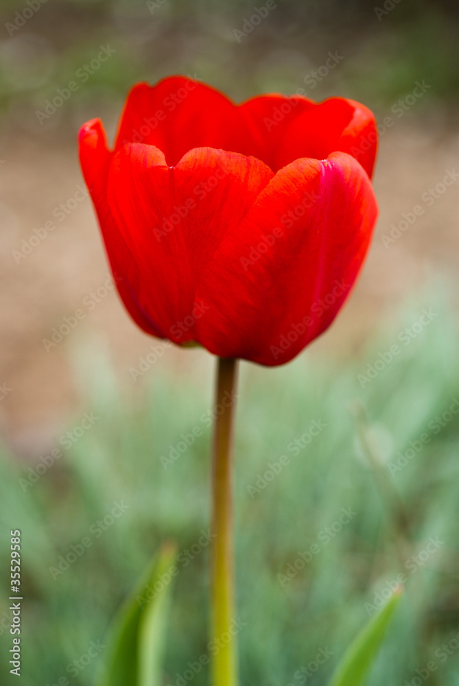 Obraz premium Red tulip