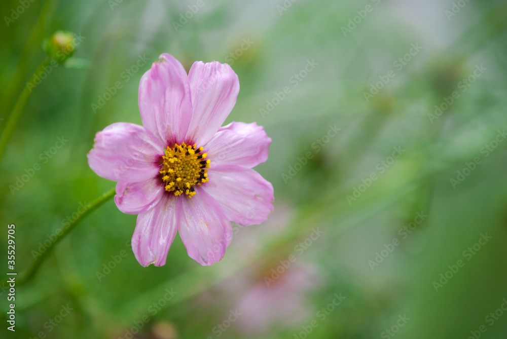 Cosmos flower