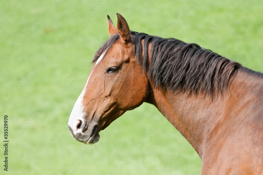 Head of a brown horse isolated against the green background of t Head of a brown horse isolated against the green background of t