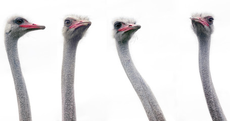 Plexiglas schilderij Struisvogel Twee struisvogelkoppen naast elkaar  © Nazzu