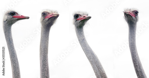 An ostrich heads