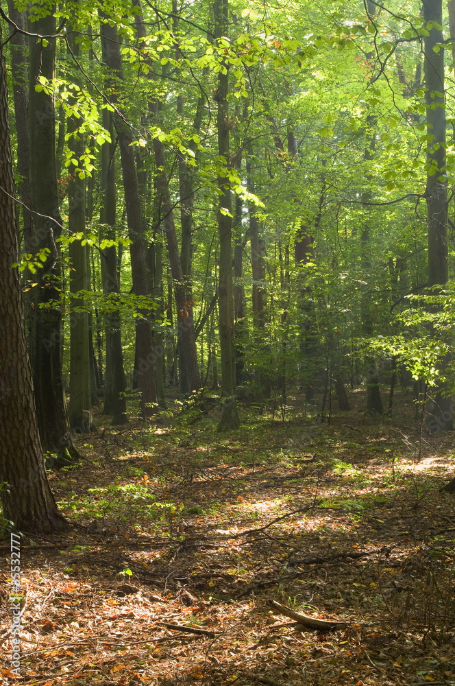 Obraz premium Forest