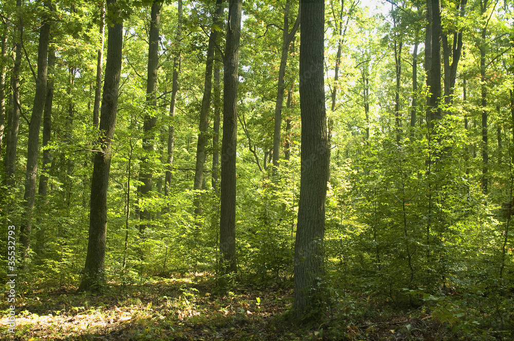 Forest