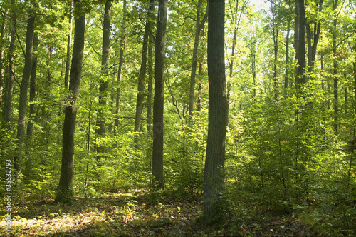 Obraz na płótnie Forest w salonie
