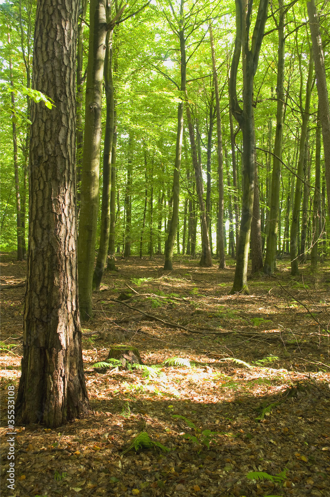 Obraz premium Forest