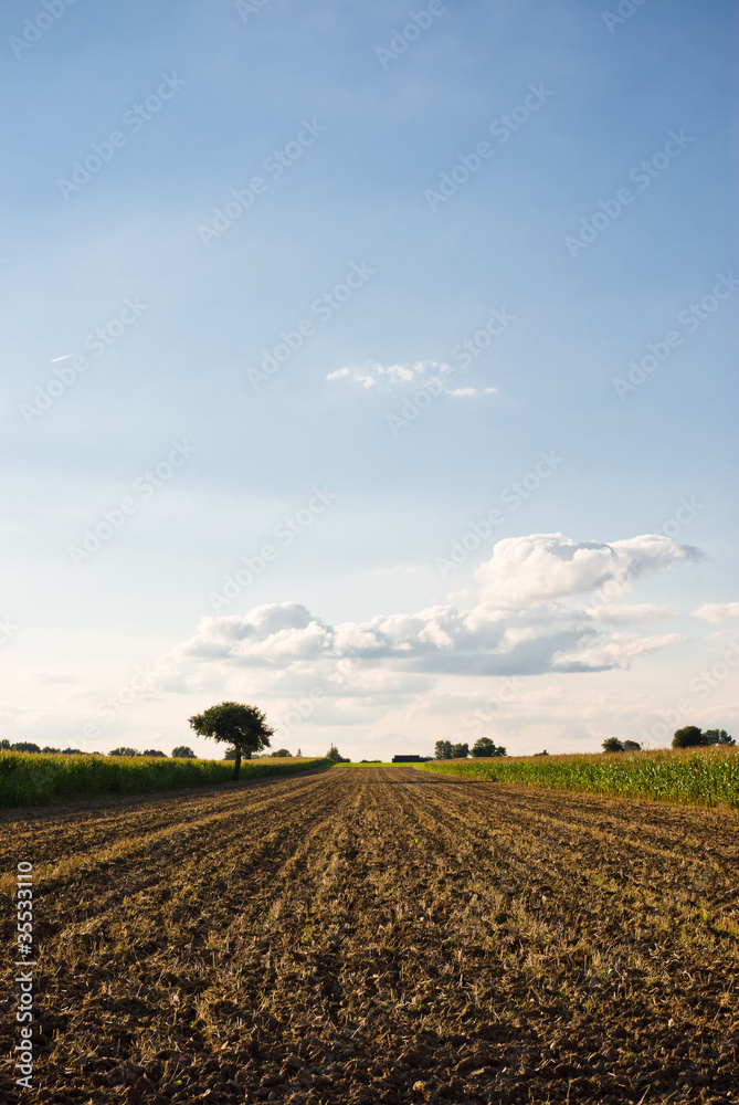 agricultural field agricultural field