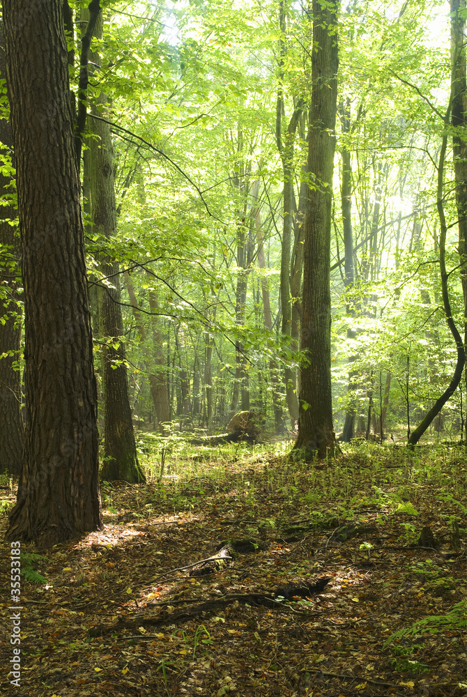 Forest Forest