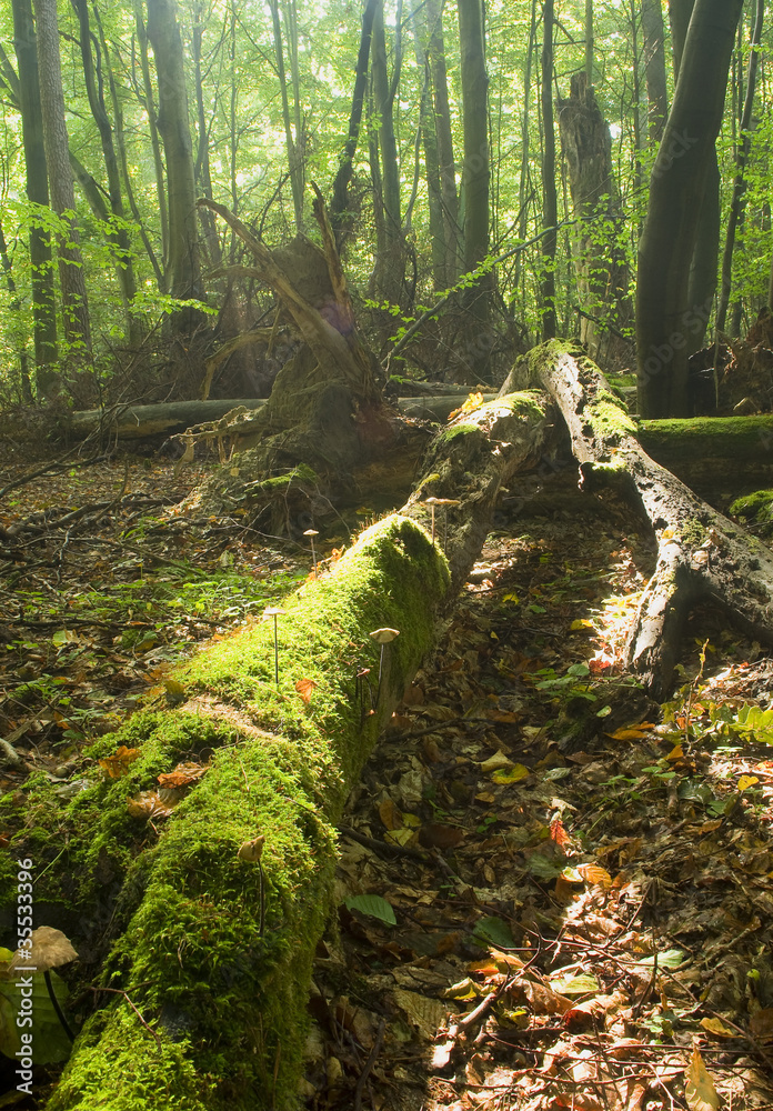 Fototapeta premium Forest