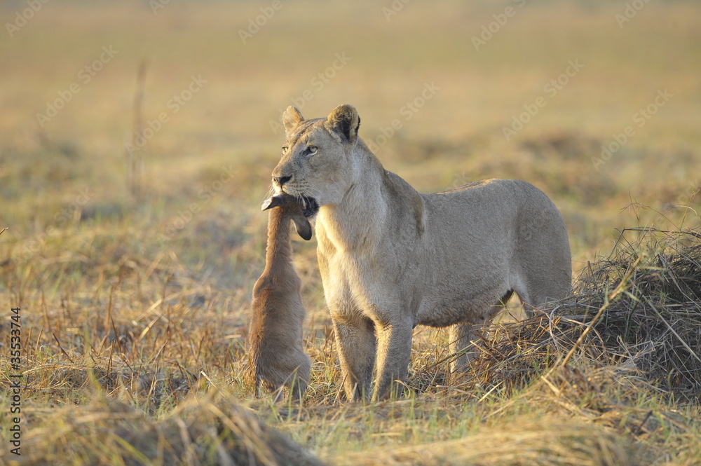Obraz premium Lioness with prey.