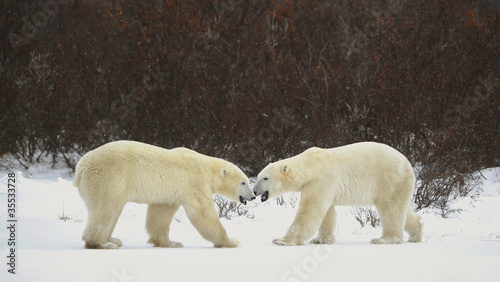 Meeting two polar bears.