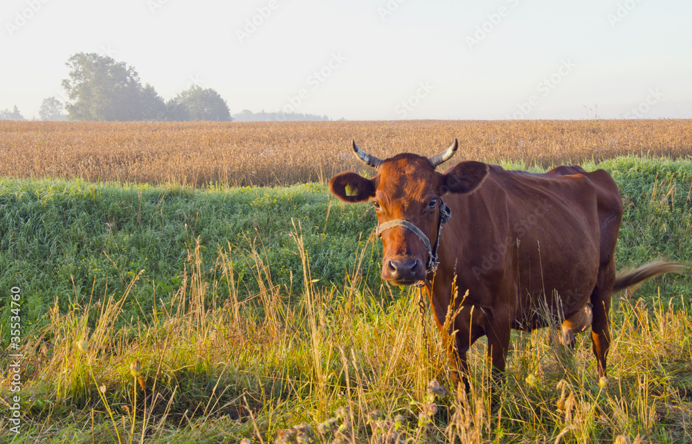 Grazing brown cow. Grazing brown cow.