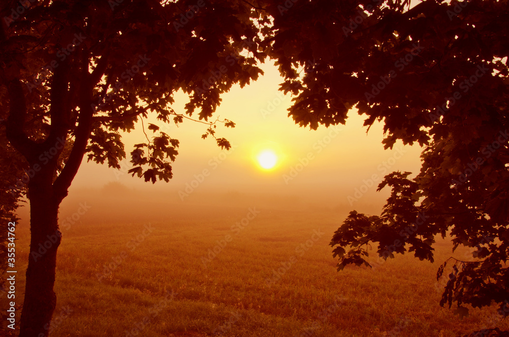 Beautiful morning view through maple branches. Beautiful morning view through maple branches.