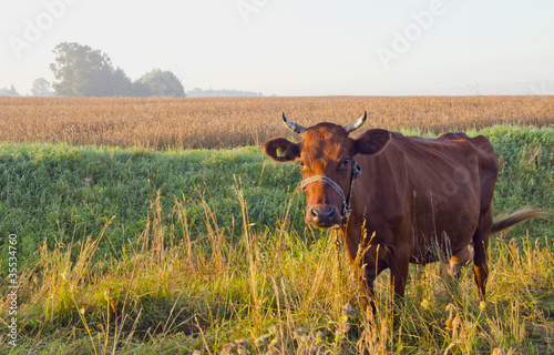 Fototapeta Naklejka Na Ścianę i Meble -  Grazing brown cow.