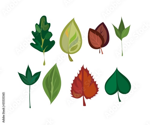 image of different leaves of different trees