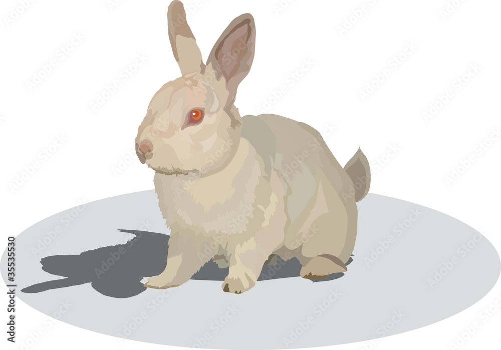 Obraz premium rabbit