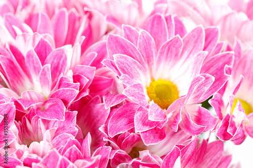 Chrysanthemum Flowers