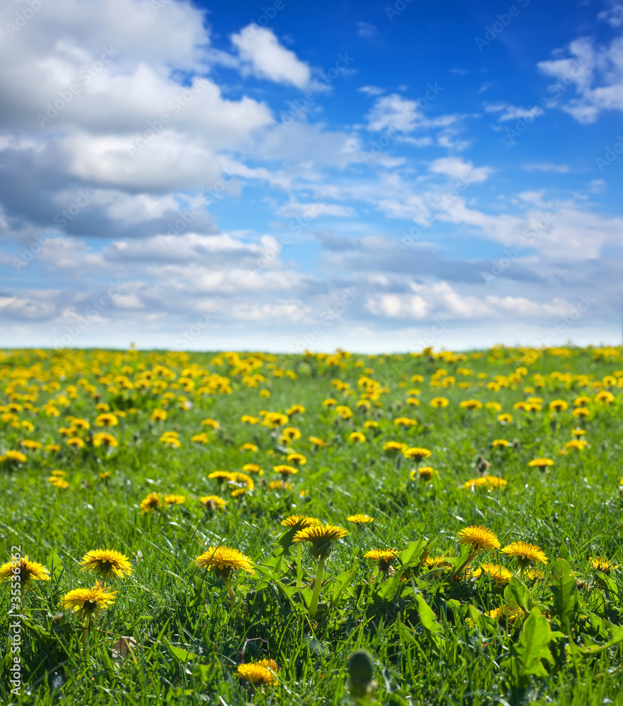 Obraz premium Summer landscape with dandelion meadow