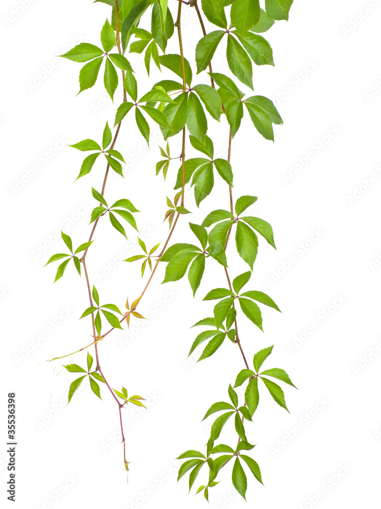 wild vine twig isolated wild vine twig isolated