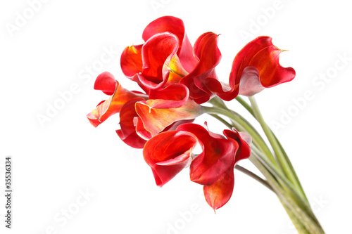 Fototapeta Naklejka Na Ścianę i Meble -  beautiful flowers