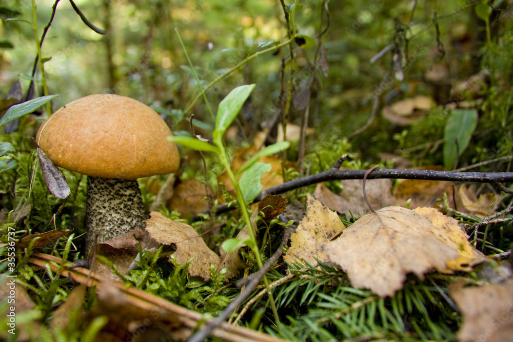 mushroom mushroom