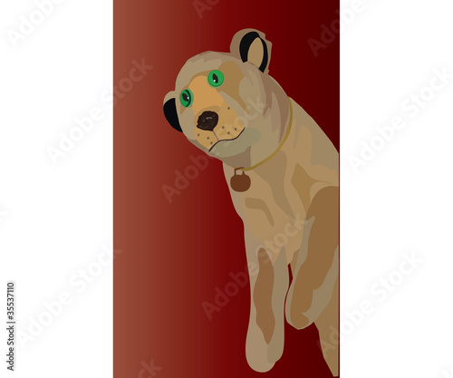 lion cub with green eyes