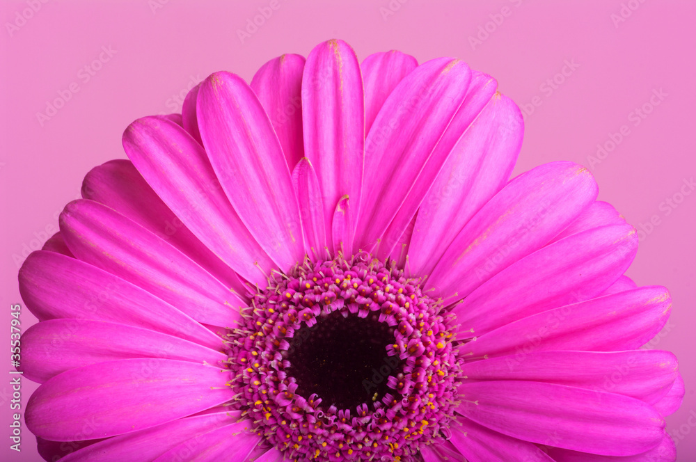 Rożowa gerbera na różowym tle Rożowa gerbera na różowym tle
