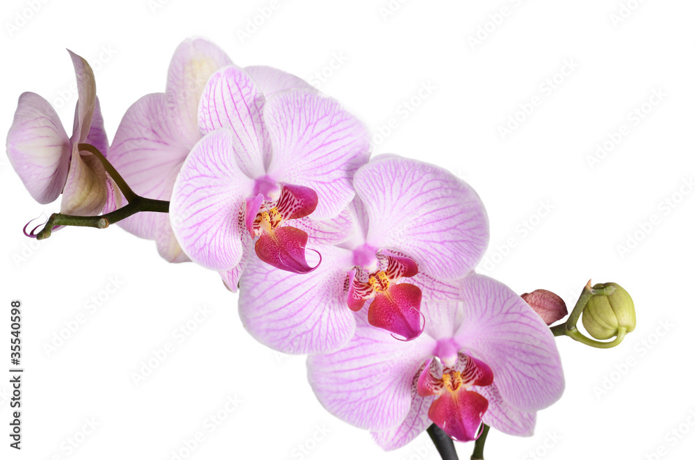 Pink orchid Pink orchid