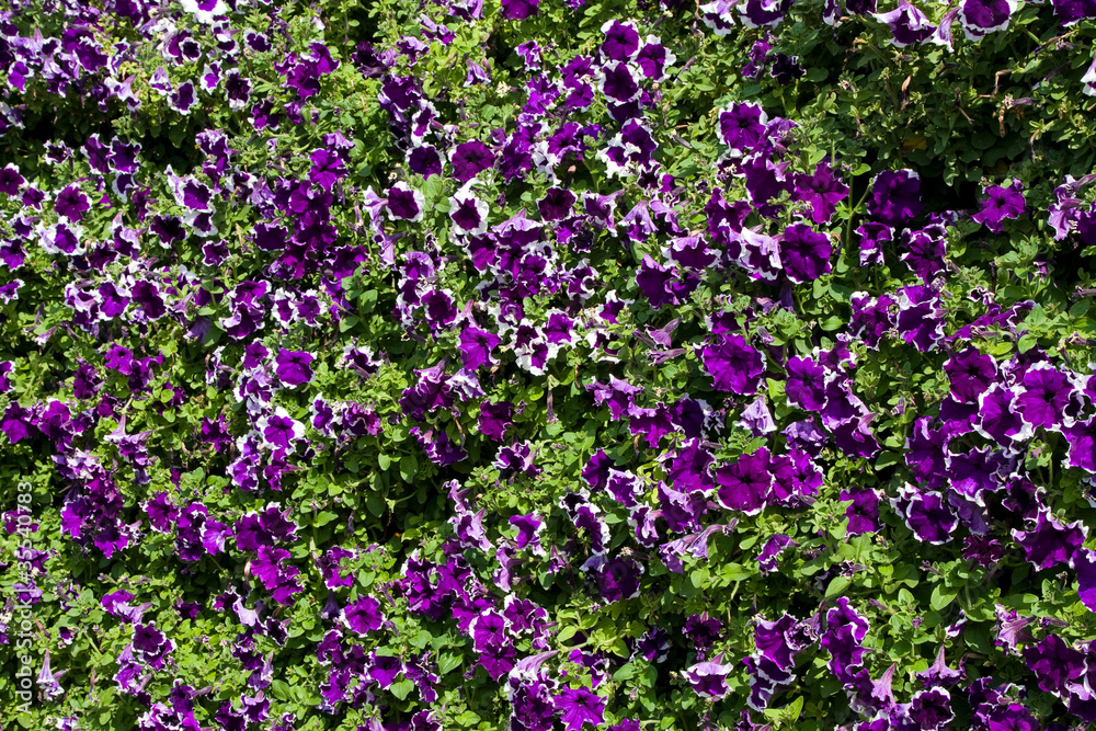 Obraz premium Petunia