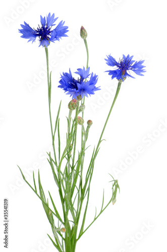 Beautiful blue cornflower