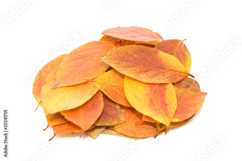 Autumn leaf isolated over white background